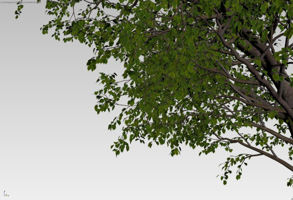 Large forest tree