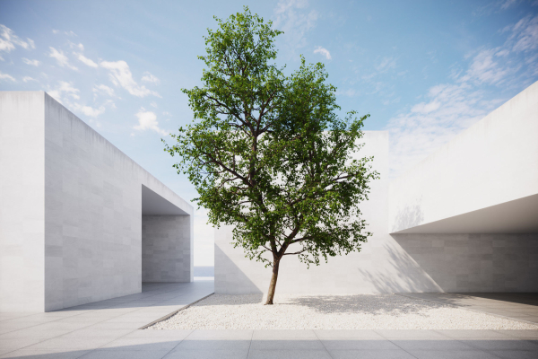 Large forest tree