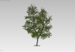 Large forest tree