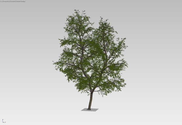 Large forest tree