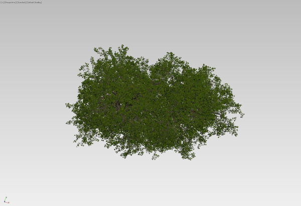 Large forest tree