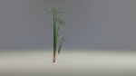 Large Leaf Papyrus I Umbrella Sedge Plant I Cyperus Involucratus