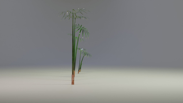 Large Leaf Papyrus I Umbrella Sedge Plant I Cyperus Involucratus