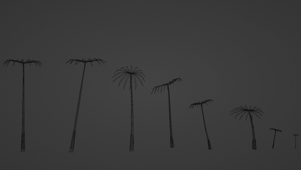 Large Leaf Papyrus I Umbrella Sedge Plant I Cyperus Involucratus
