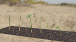 Large Leaf Papyrus I Umbrella Sedge Plant I Cyperus Involucratus