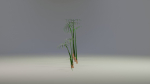 Large Leaf Papyrus I Umbrella Sedge Plant I Cyperus Involucratus