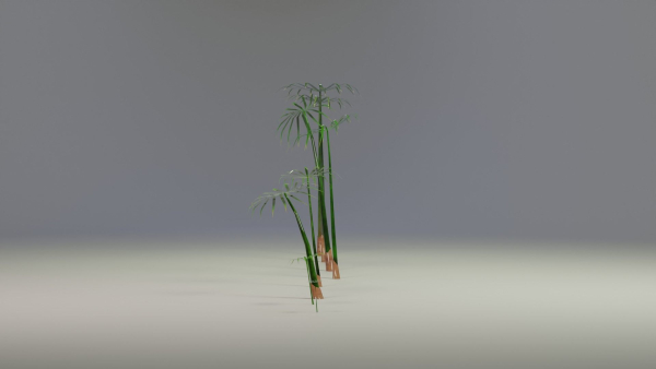 Large Leaf Papyrus I Umbrella Sedge Plant I Cyperus Involucratus