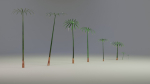 Large Leaf Papyrus I Umbrella Sedge Plant I Cyperus Involucratus