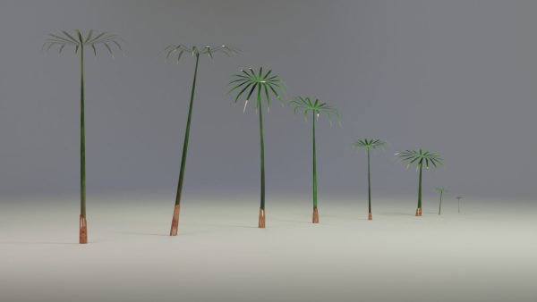 Large Leaf Papyrus I Umbrella Sedge Plant I Cyperus Involucratus