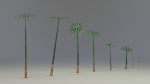 Large Leaf Papyrus I Umbrella Sedge Plant I Cyperus Involucratus