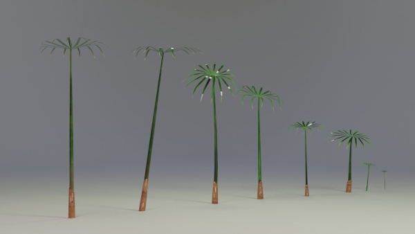 Large Leaf Papyrus I Umbrella Sedge Plant I Cyperus Involucratus