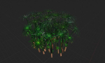 Large Leaf Papyrus I Umbrella Sedge Plant I Cyperus Involucratus