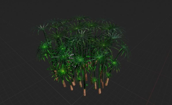 Large Leaf Papyrus I Umbrella Sedge Plant I Cyperus Involucratus