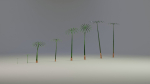 Large Leaf Papyrus I Umbrella Sedge Plant I Cyperus Involucratus