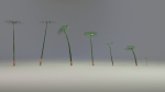 Large Leaf Papyrus I Umbrella Sedge Plant I Cyperus Involucratus