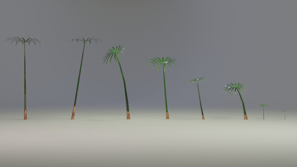 Large Leaf Papyrus I Umbrella Sedge Plant I Cyperus Involucratus