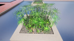 Large Leaf Papyrus I Umbrella Sedge Plant I Cyperus Involucratus