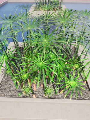 large-leaf-papyrus-i-umbrella-sedge-plant-i-cyperus-involucratus-3d-model-6af763baa9