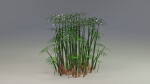 Large Leaf Papyrus I Umbrella Sedge Plant I Cyperus Involucratus