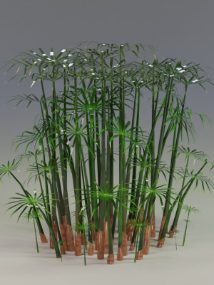 Large Leaf Papyrus I Umbrella Sedge Plant I Cyperus Involucratus