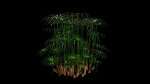 Large Leaf Papyrus I Umbrella Sedge Plant I Cyperus Involucratus