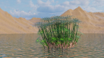 Large Leaf Papyrus I Umbrella Sedge Plant I Cyperus Involucratus