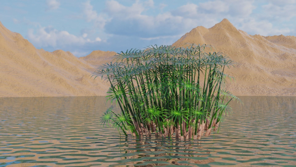Large Leaf Papyrus I Umbrella Sedge Plant I Cyperus Involucratus