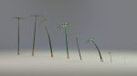 Large Leaf Papyrus I Umbrella Sedge Plant I Cyperus Involucratus