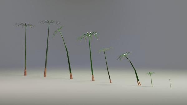 Large Leaf Papyrus I Umbrella Sedge Plant I Cyperus Involucratus