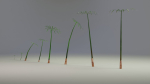 Large Leaf Papyrus I Umbrella Sedge Plant I Cyperus Involucratus