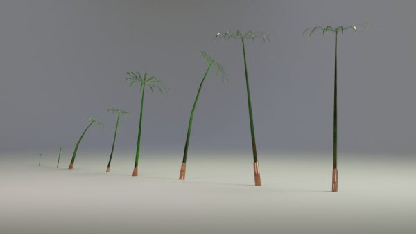 Large Leaf Papyrus I Umbrella Sedge Plant I Cyperus Involucratus