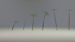 Large Leaf Papyrus I Umbrella Sedge Plant I Cyperus Involucratus