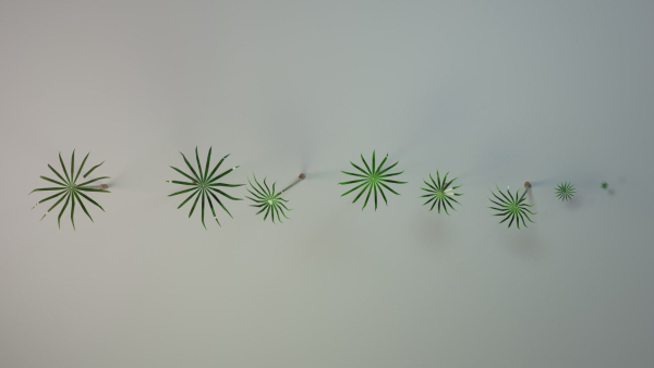 Large Leaf Papyrus I Umbrella Sedge Plant I Cyperus Involucratus