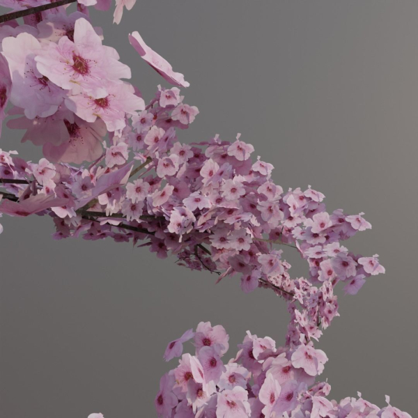 Large sakura tree 01