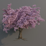 Large sakura tree 01