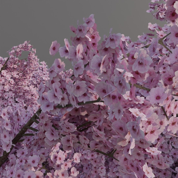 Large sakura tree 01