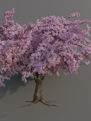 Large sakura tree 01