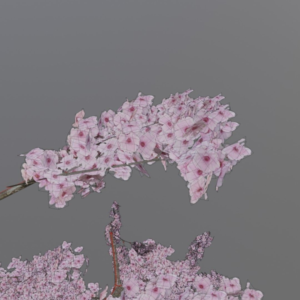 Large sakura tree 01
