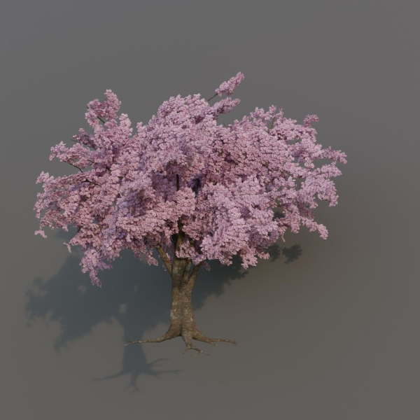 Large sakura tree 01