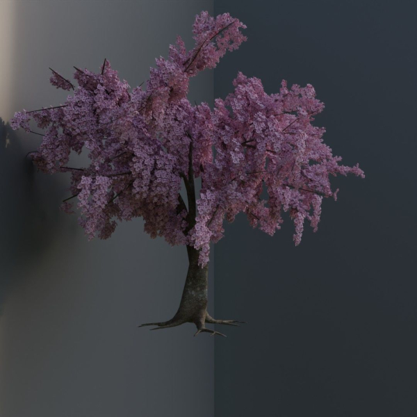 Large sakura tree 01