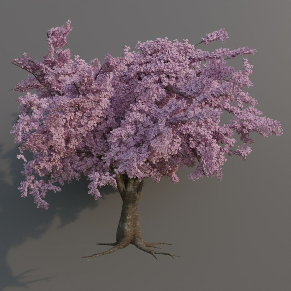 Large sakura tree 01