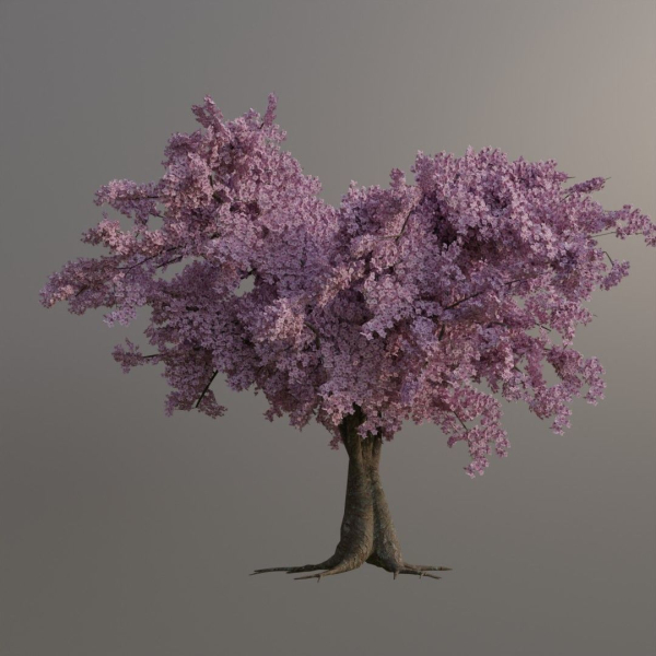 Large sakura tree 01