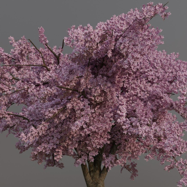 Large sakura tree 01