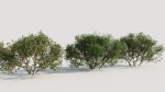 Larrea tridentata a