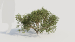 Larrea tridentata a