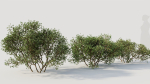 Larrea tridentata a