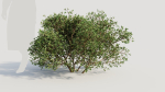 Larrea tridentata a