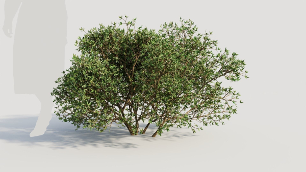 Larrea tridentata a