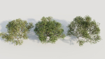 Larrea tridentata a