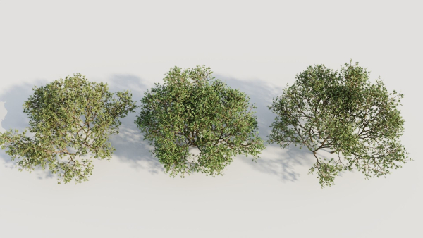 Larrea tridentata a